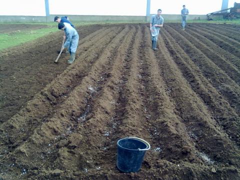 Sementeira e amanhos do solo